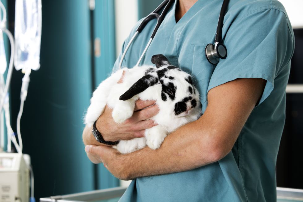 „Chinaseuche“: Impfung Schützt Ihr Kaninchen