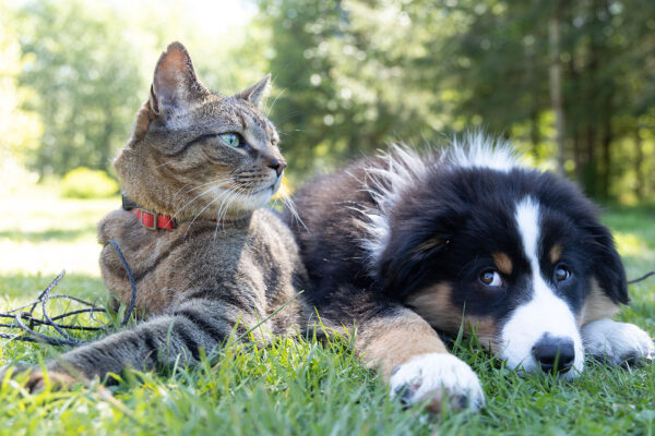 Hund Und Katze - Foto © Andrew S - Unsplash.com